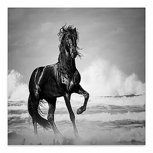     Black Horse Megapap   60x60x3.